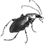 Beetle