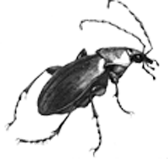 Beetle