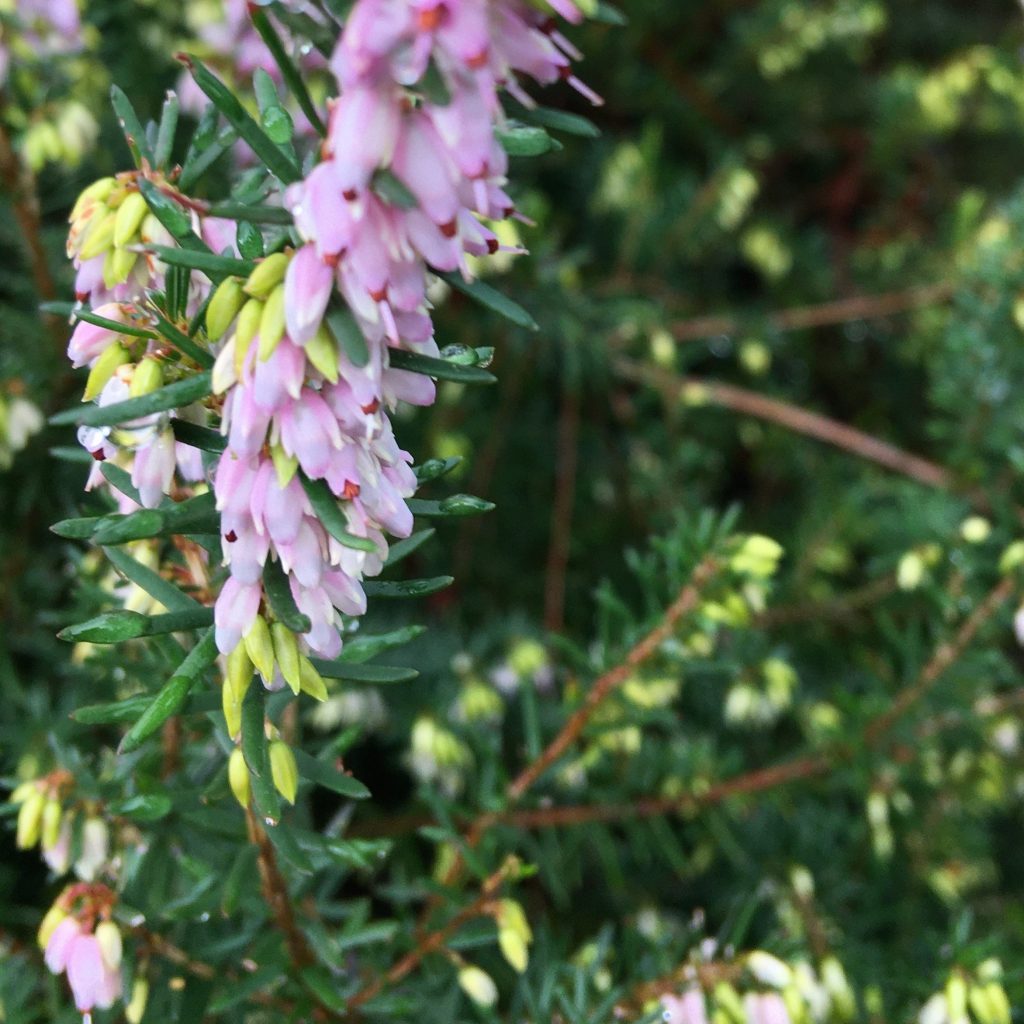 Image of Heather blooms