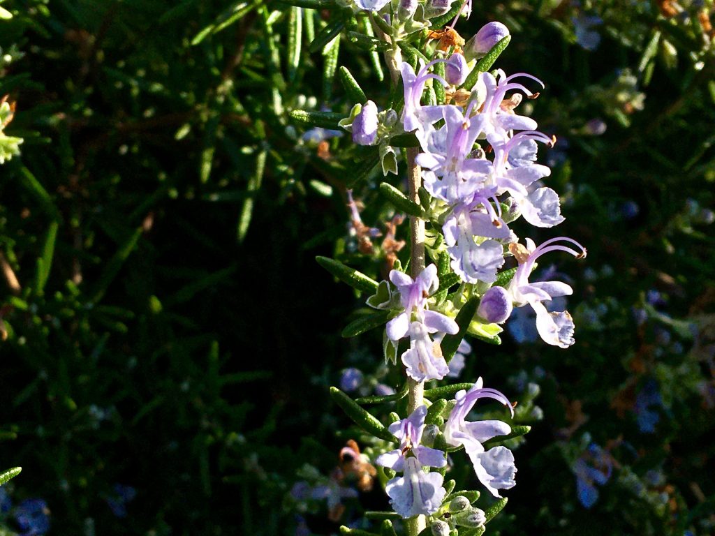 Image of Rosemary blooms