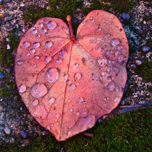 Salmon-pink heart shaped fall leaf on mossy background covered in water droplets.