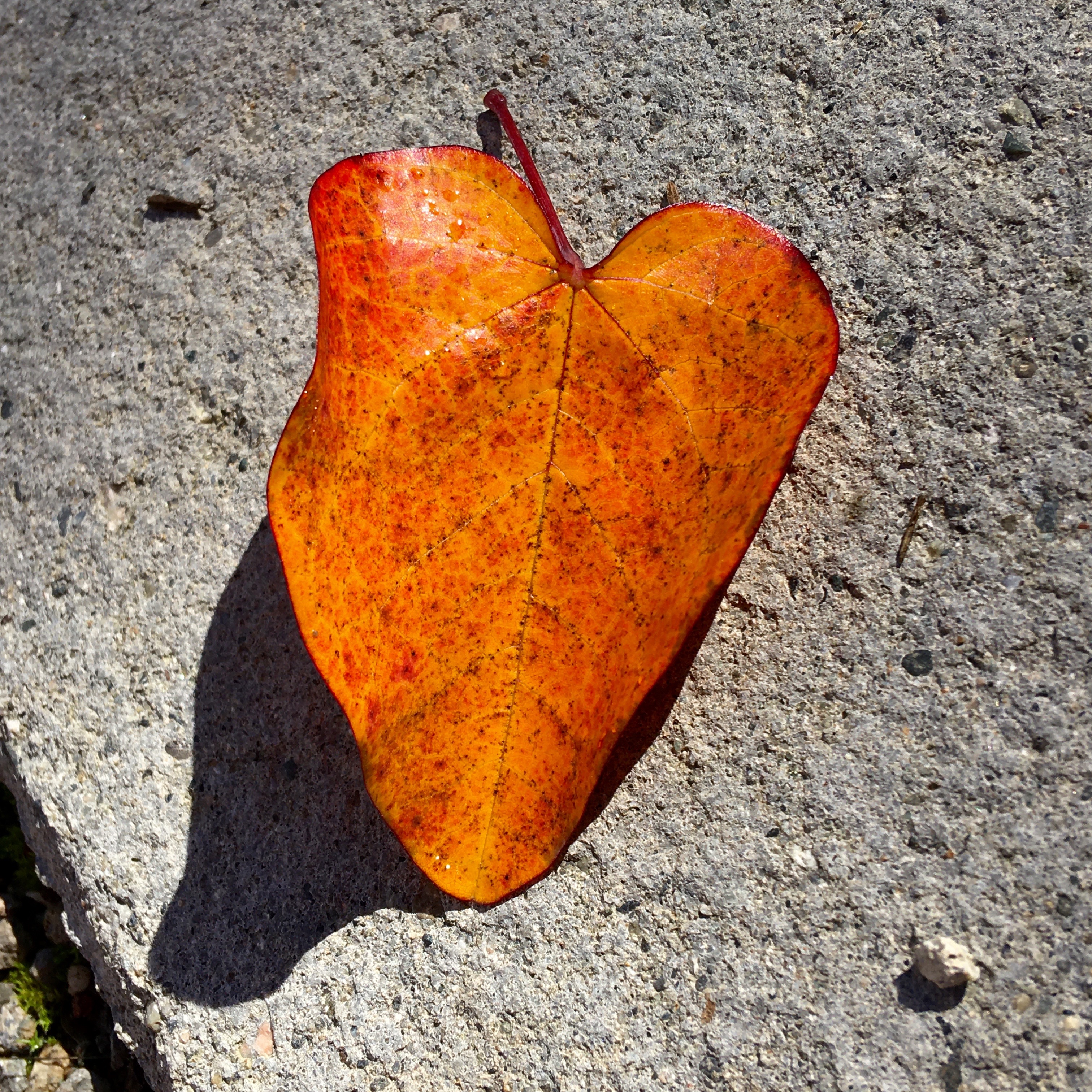 Orange, heart-shaped fall leaf on concrete background.